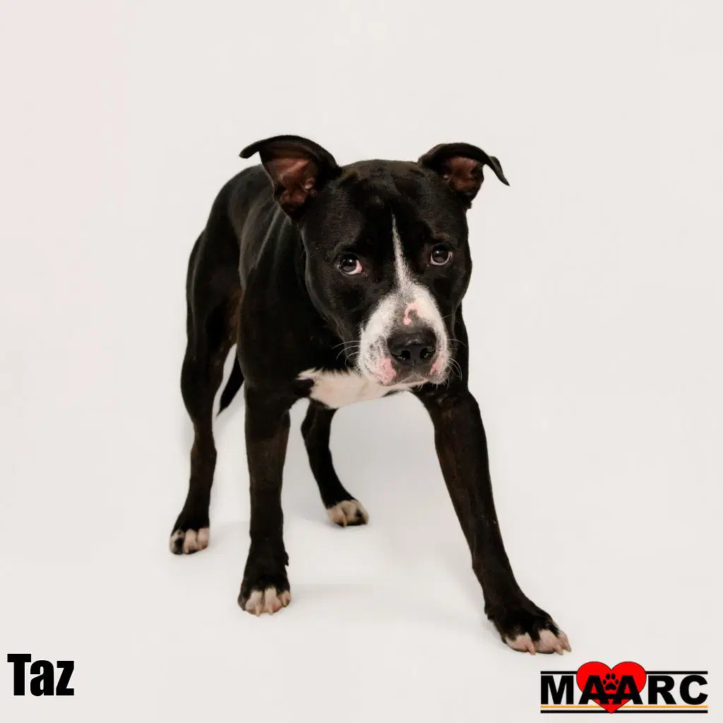 Taz image 3