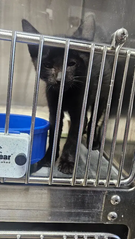 Dallas - Domestic Short Hair