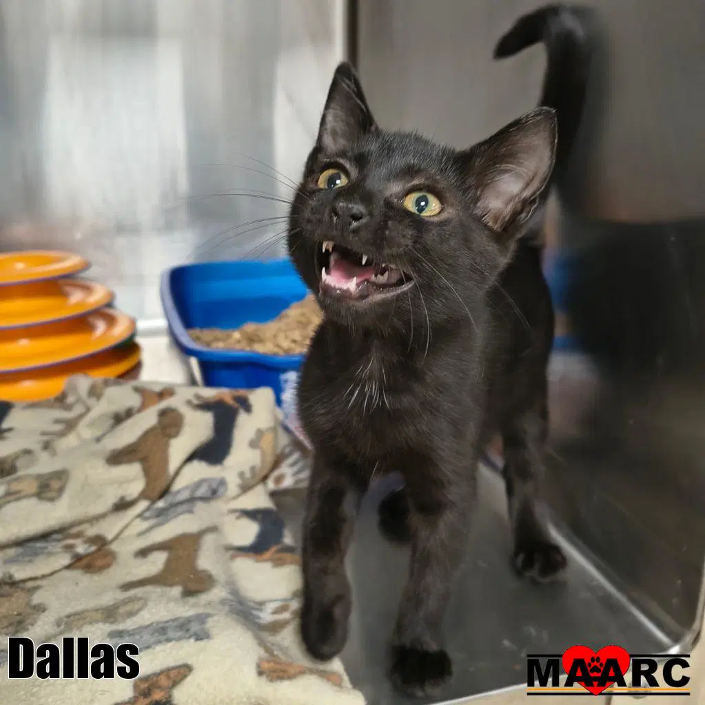 Dallas - Domestic Short Hair