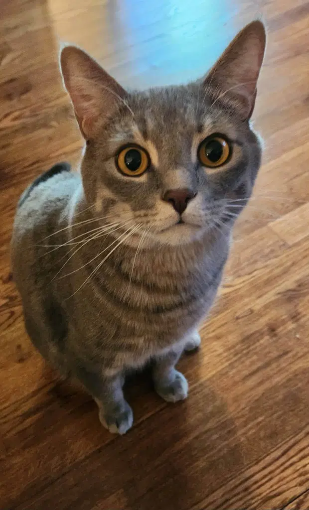 Max - Domestic Short Hair