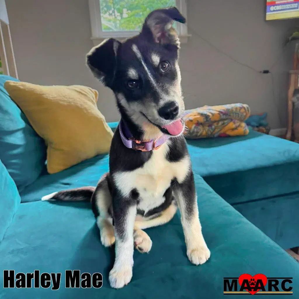 Harley Mae - Husky