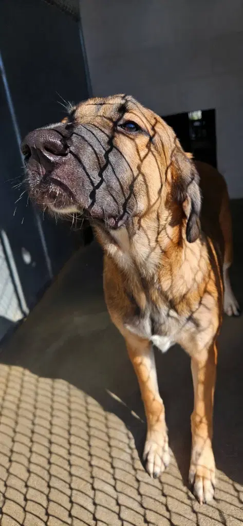 Marigold - Anatolian Shepherd