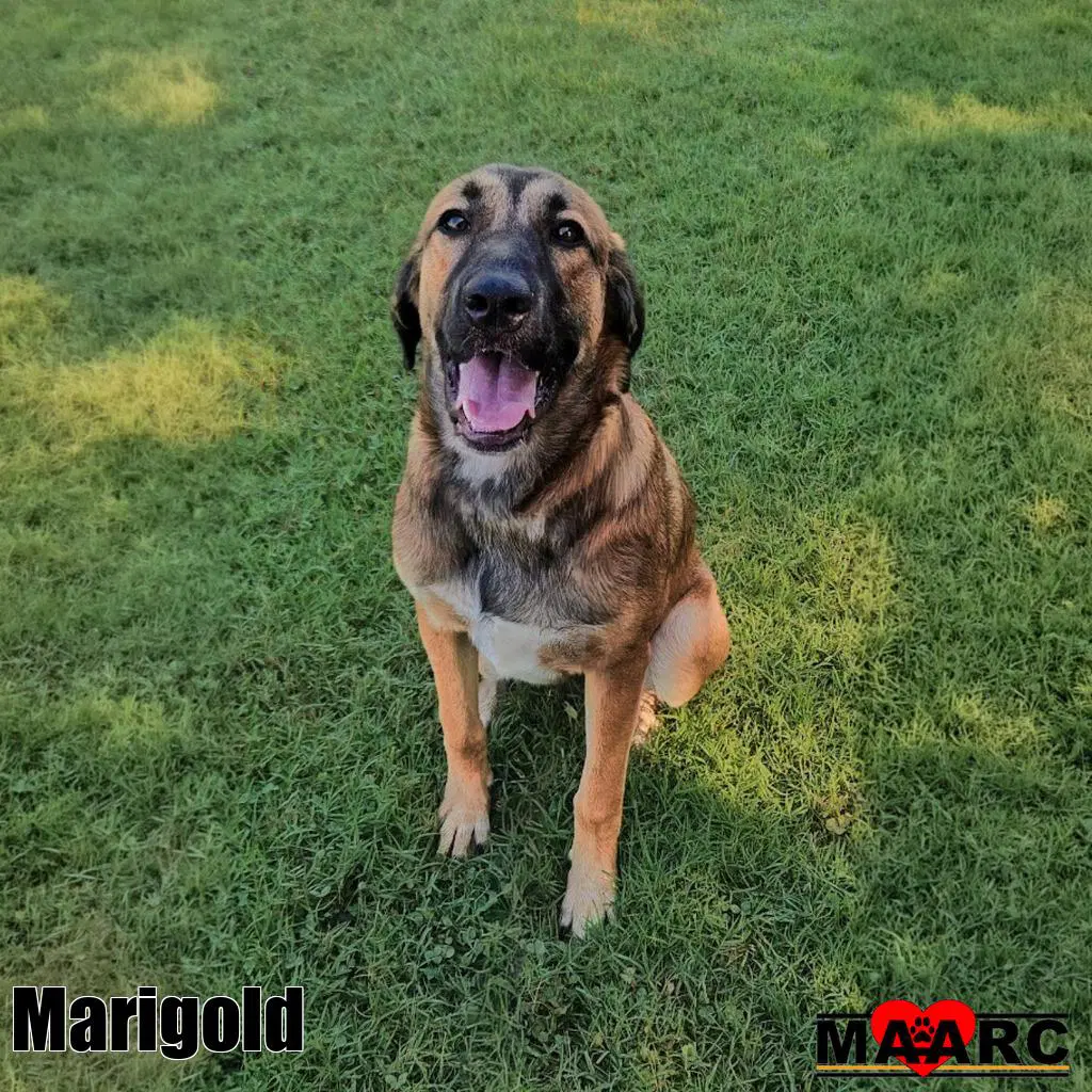 Marigold - Anatolian Shepherd