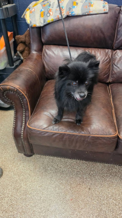 picture of the dog needing adoption