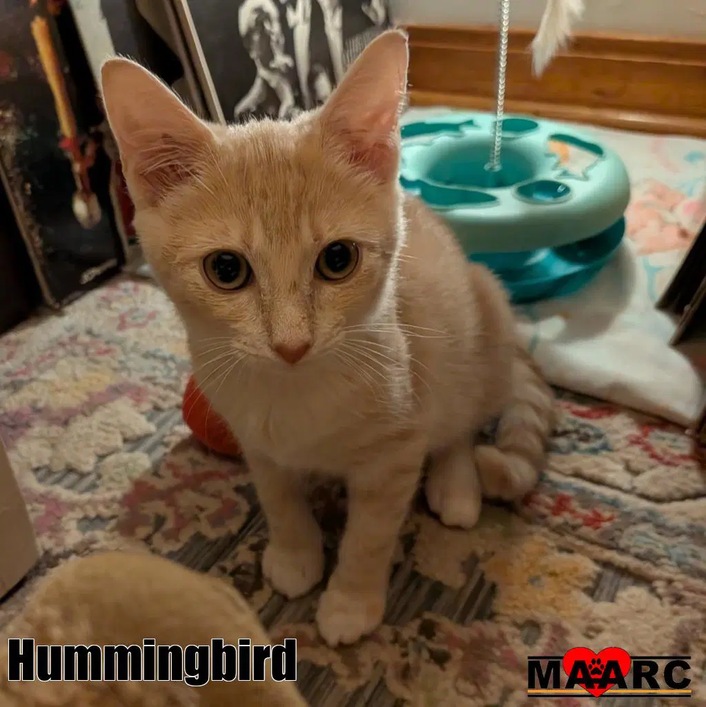 Hummingbird image 1