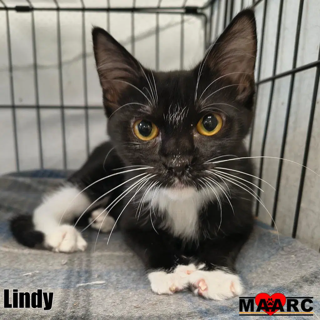 Lindy - Domestic Short Hair