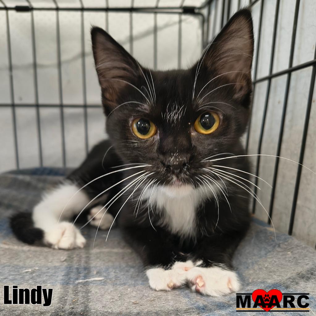 Lindy