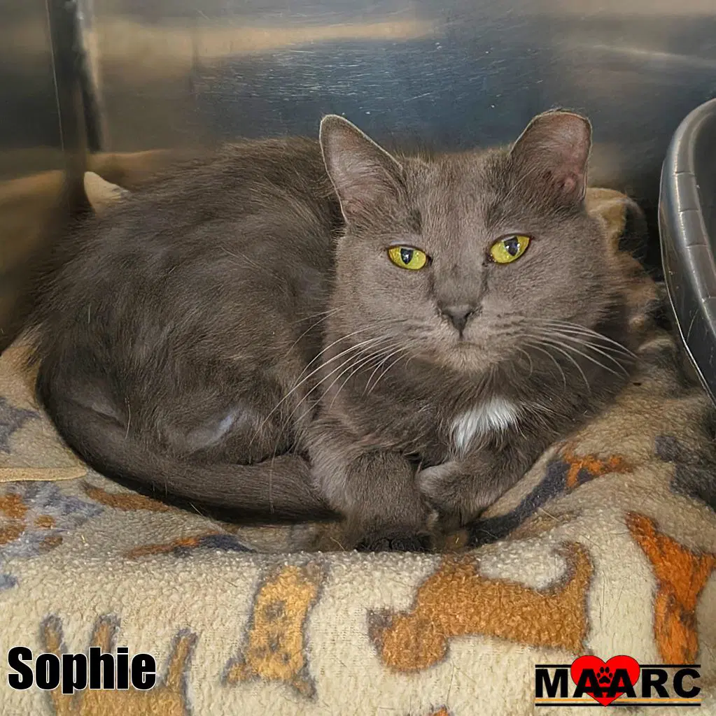 Sophie - Domestic Medium Hair