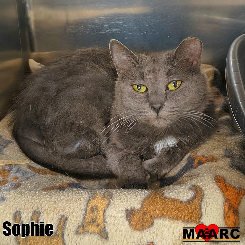 Sophie