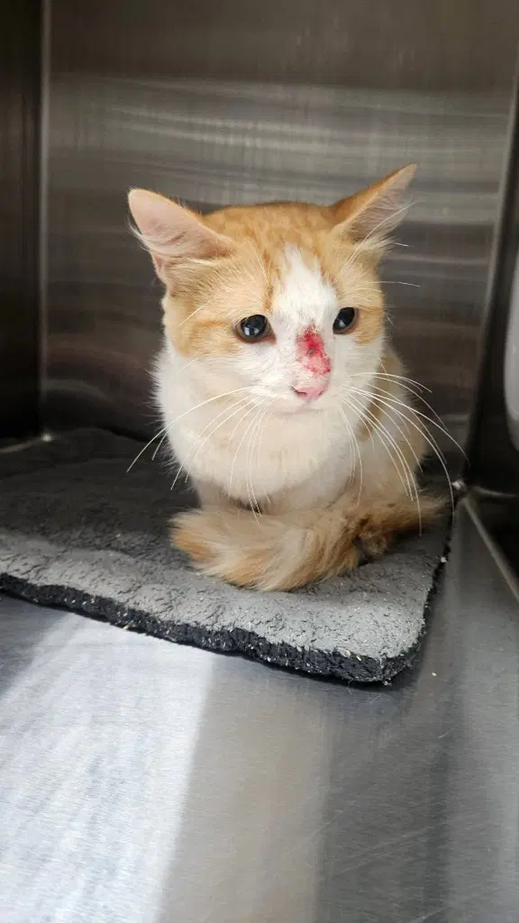Neapolitan - Domestic Medium Hair