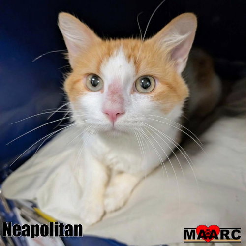 Neapolitan, a cat for adoption from Maryville Alcoa Animal Rescue Center
