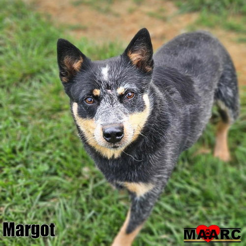 Margot, a dog for adoption from Maryville Alcoa Animal Rescue Center