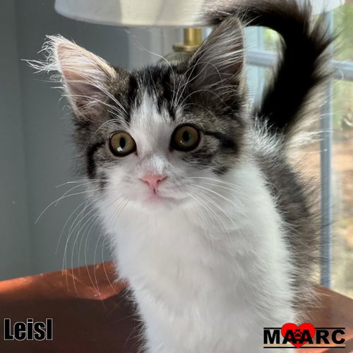Leisl, a cat for adoption from Maryville Alcoa Animal Rescue Center