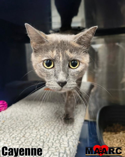 Cayenne, a cat for adoption from Maryville Alcoa Animal Rescue Center