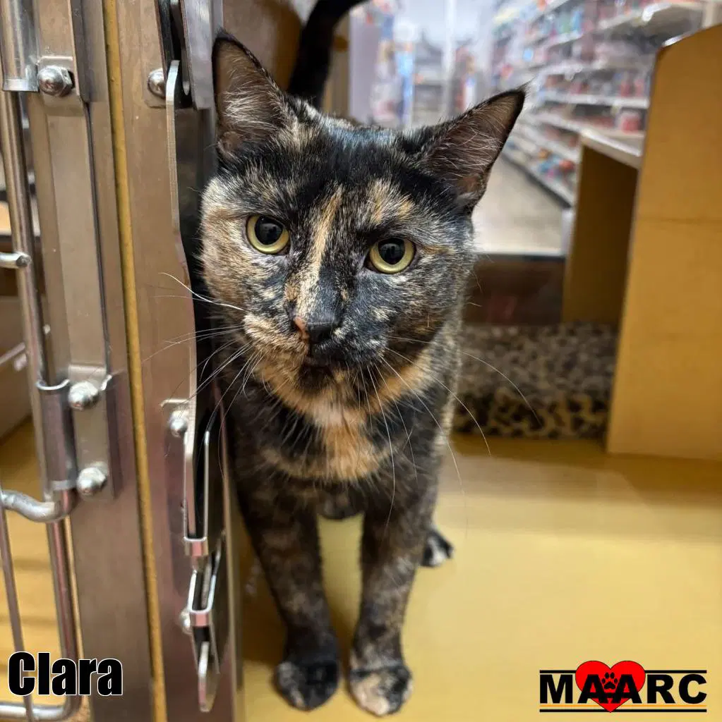Clara - Domestic Short Hair