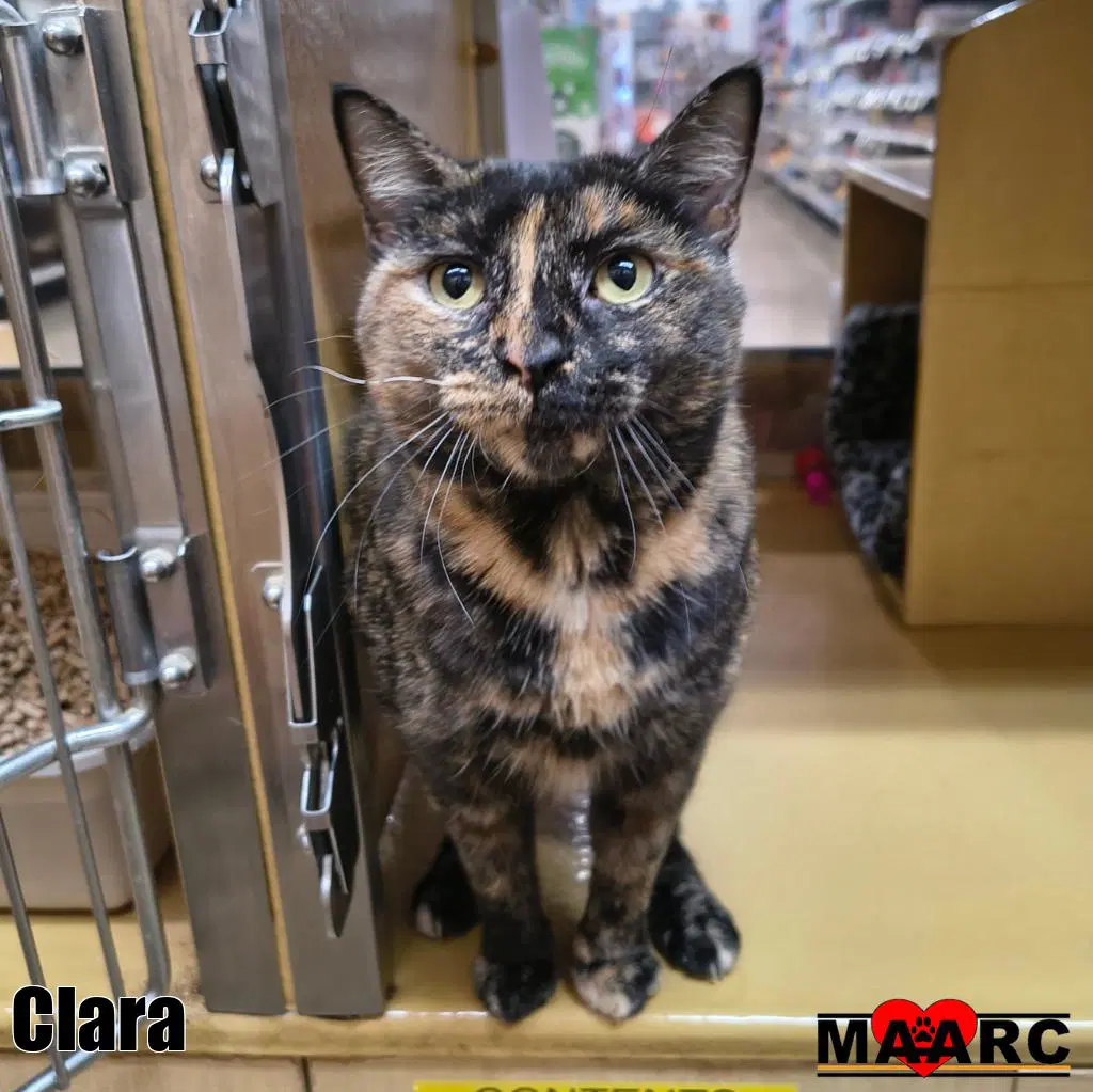 Clara - Domestic Short Hair