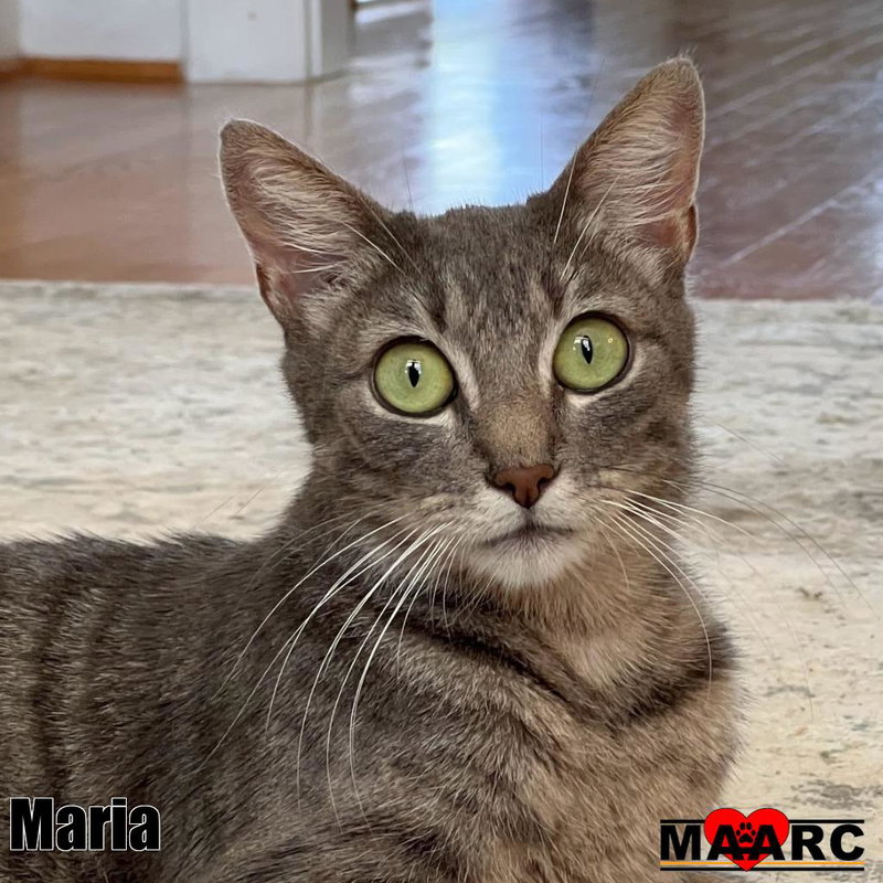 Maria, a young female cat up for adoption