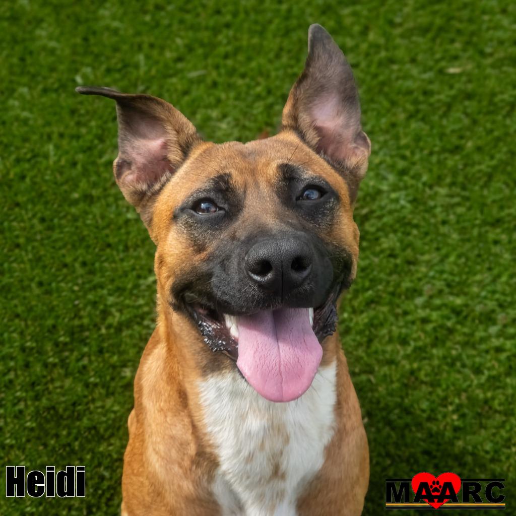 Heidi, Black Mouth Cur