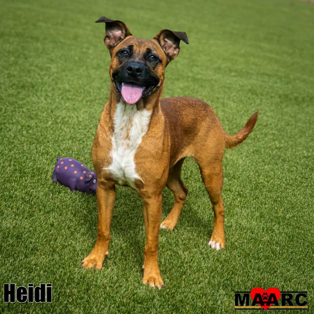 Heidi image 2