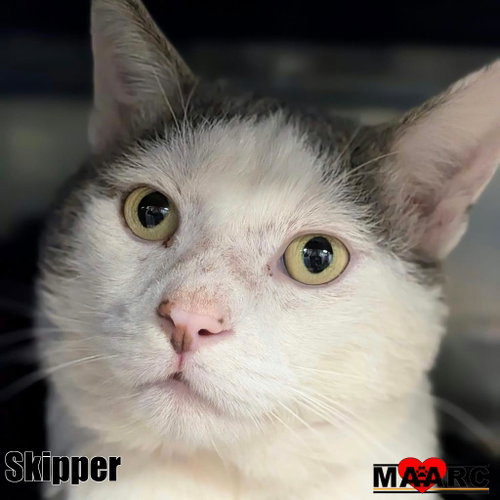 Skipper, a cat for adoption from Maryville Alcoa Animal Rescue Center