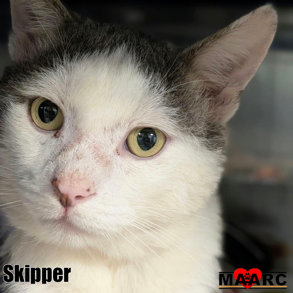 Skipper, photo 2