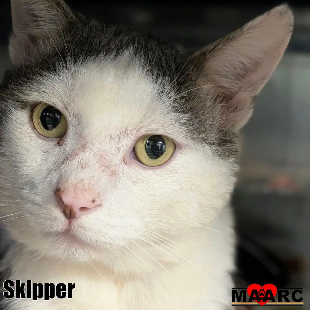 Skipper image 2