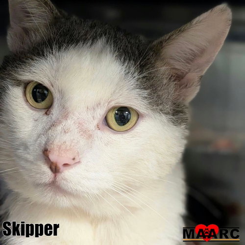 Photo 2 of Skipper