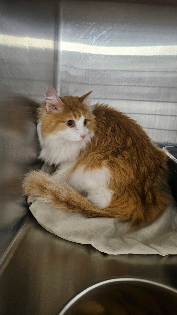 Clover, Domestic Long Hair