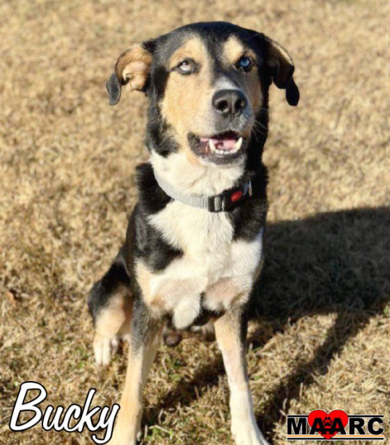 Bucky, Terrier