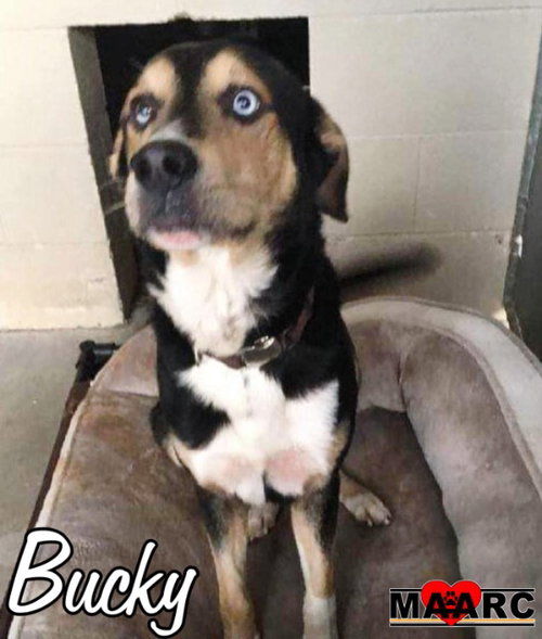 Photo 2 of Bucky