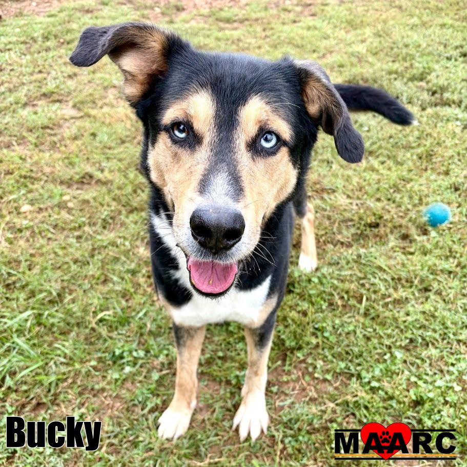 Bucky