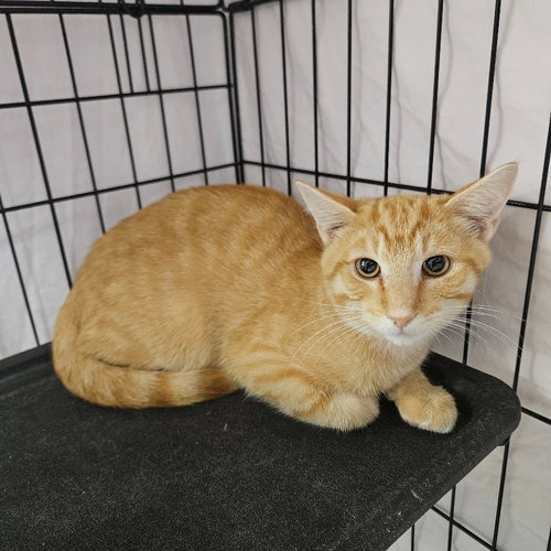 Mac, a cat for adoption from Maryville Alcoa Animal Rescue Center