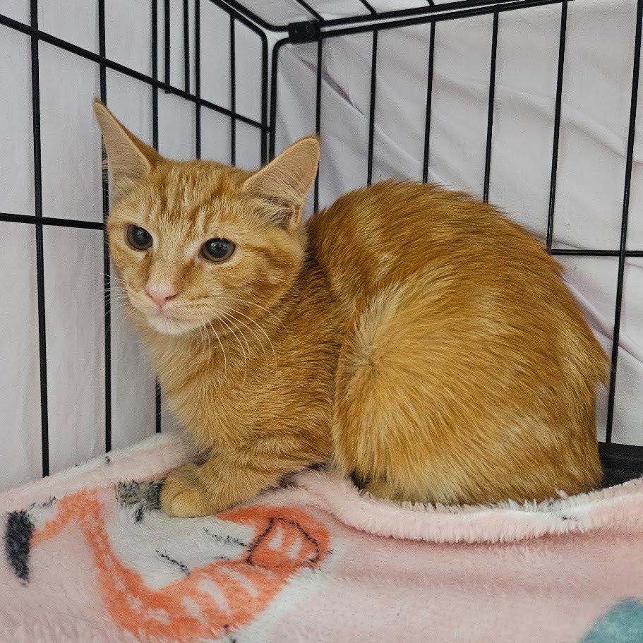 Cheese, Domestic Medium Hair
