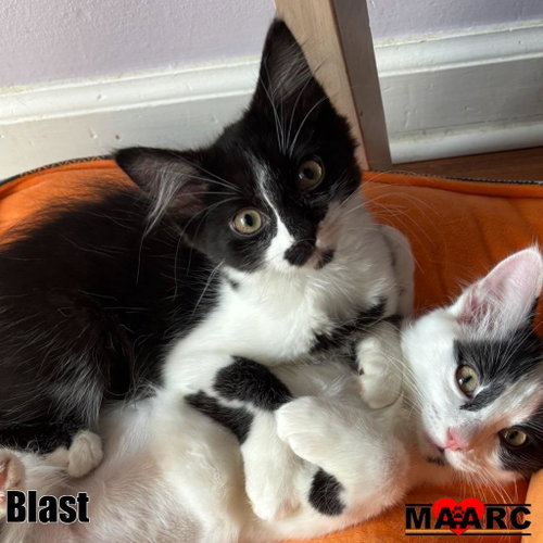 Blast