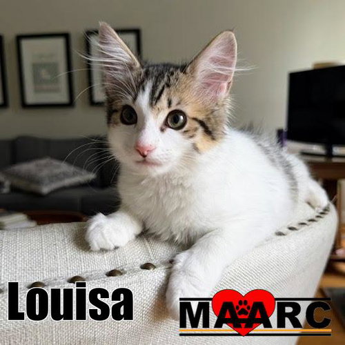 Louisa, a cat for adoption from Maryville Alcoa Animal Rescue Center