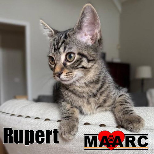 Rupert, a cat for adoption from Maryville Alcoa Animal Rescue Center