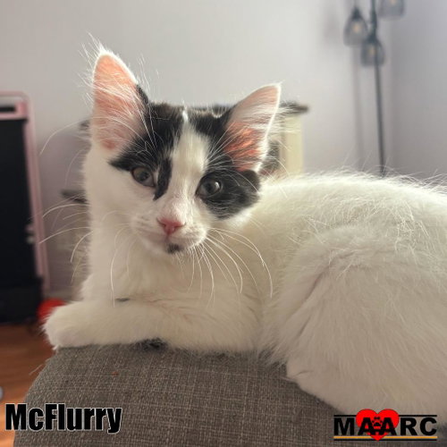 McFlurry, a cat for adoption from Maryville Alcoa Animal Rescue Center
