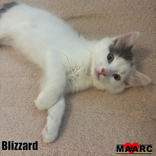 Blizzard, a cat for adoption from Maryville Alcoa Animal Rescue Center