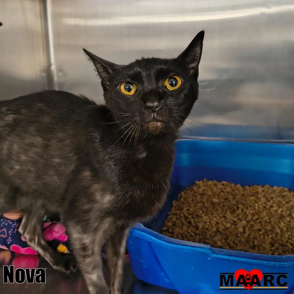 Nova - Domestic Short Hair