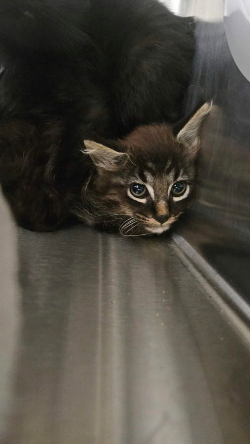 Chi, a cat for adoption from Maryville Alcoa Animal Rescue Center