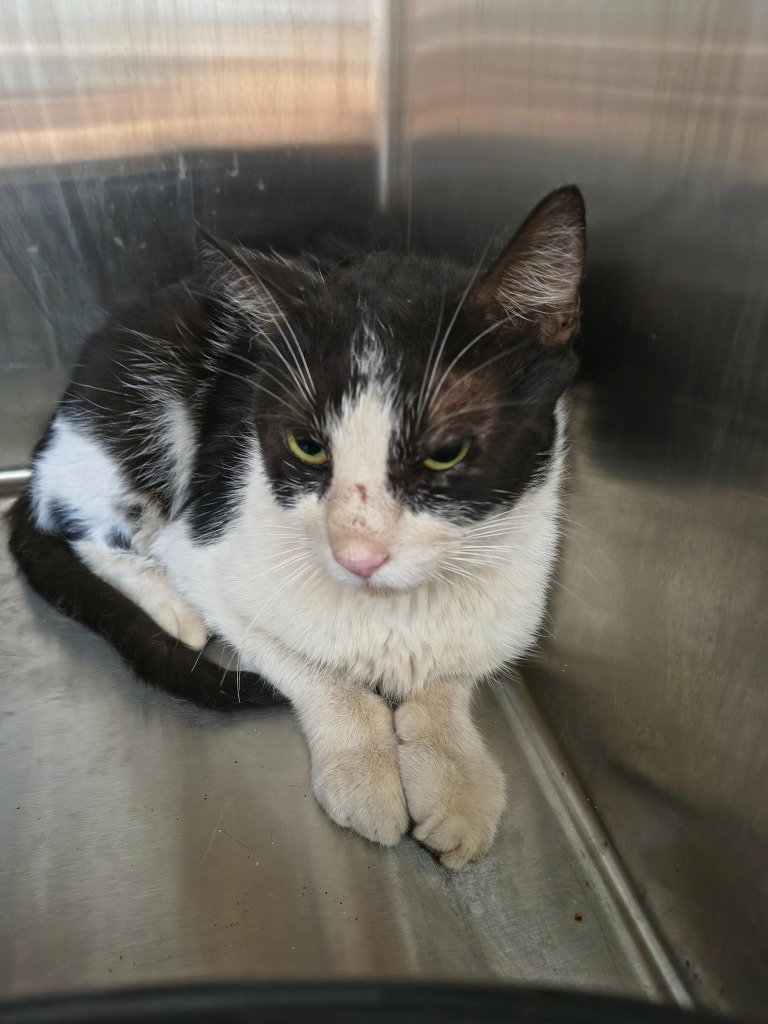 Siri