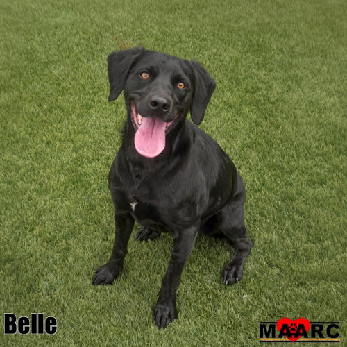 Belle, a dog for adoption from Maryville Alcoa Animal Rescue Center