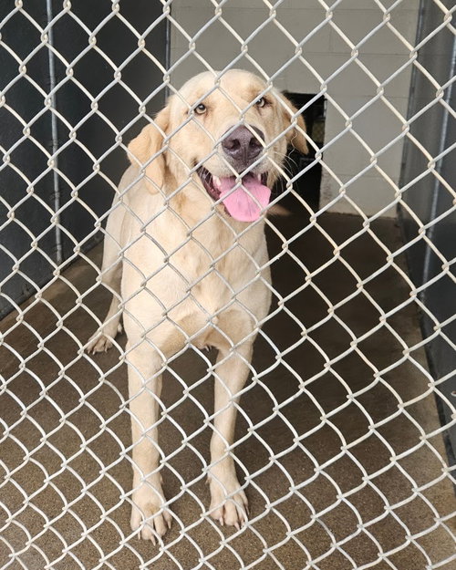 Debbie, a dog for adoption from Maryville Alcoa Animal Rescue Center