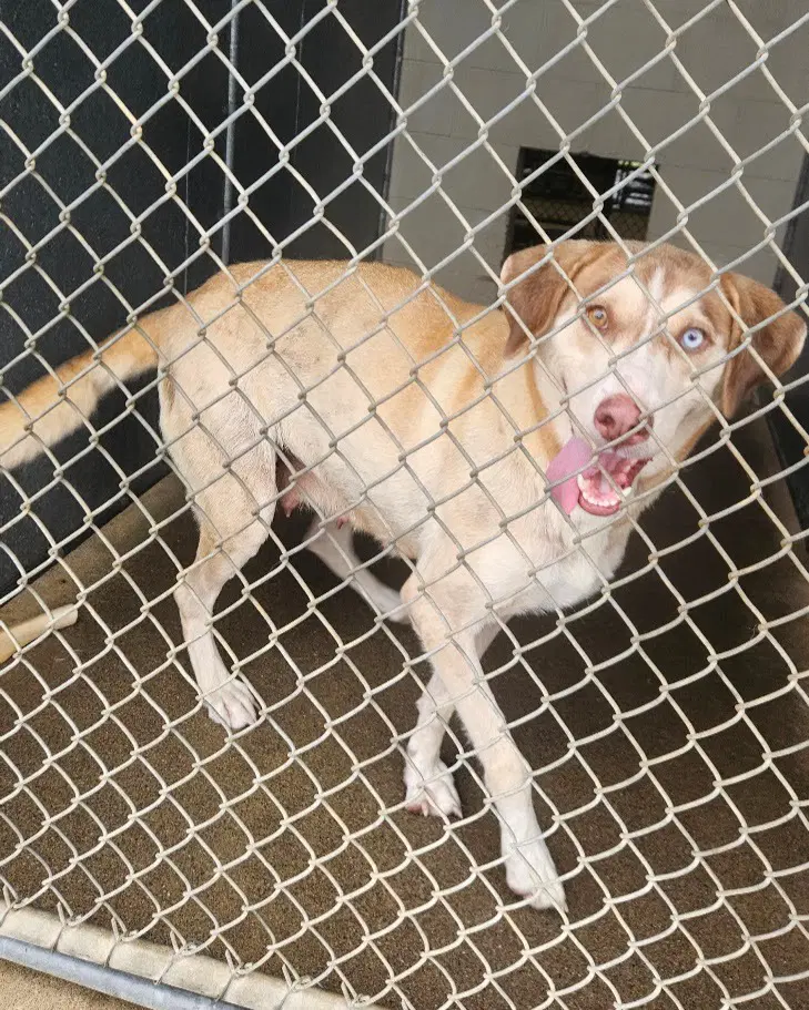 Carrie - Labrador Retriever