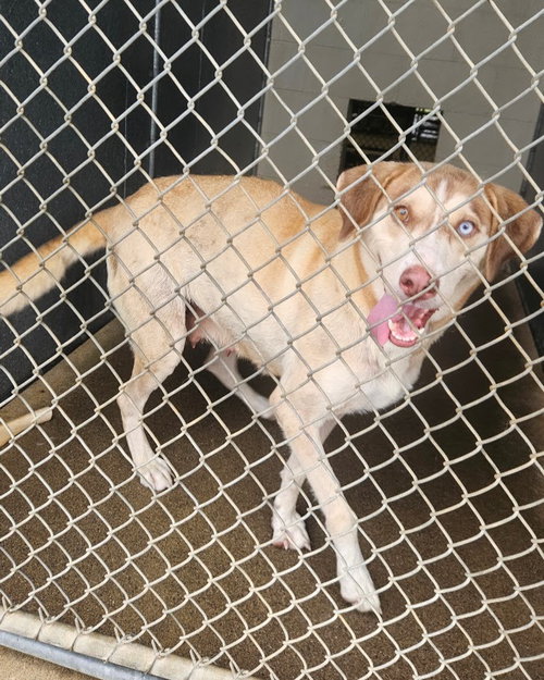 Carrie, a dog for adoption from Maryville Alcoa Animal Rescue Center