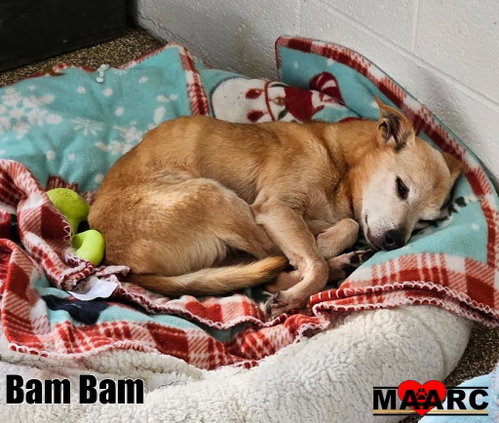 Bam Bam, a dog for adoption from Maryville Alcoa Animal Rescue Center