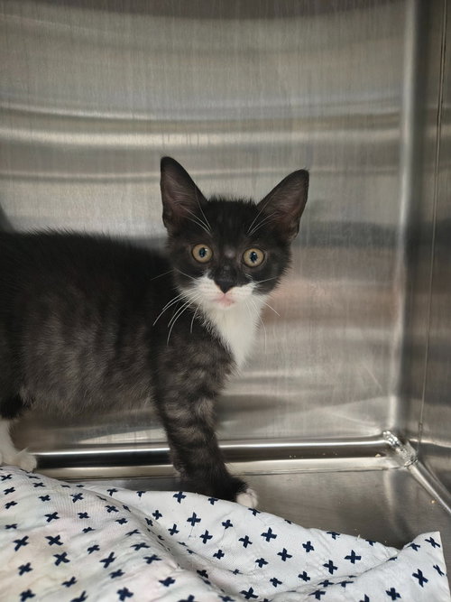 Frog, a cat for adoption from Maryville Alcoa Animal Rescue Center