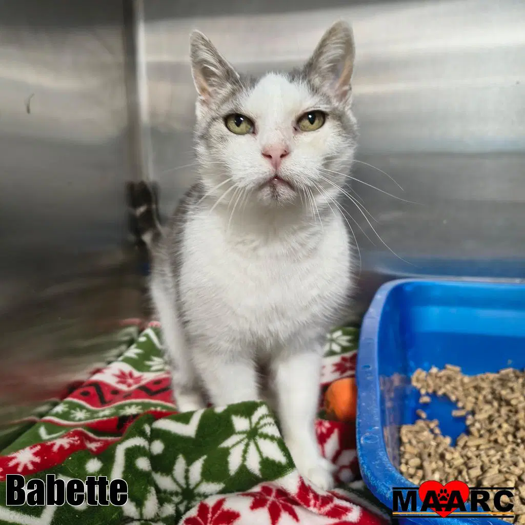 Babette - Domestic Short Hair