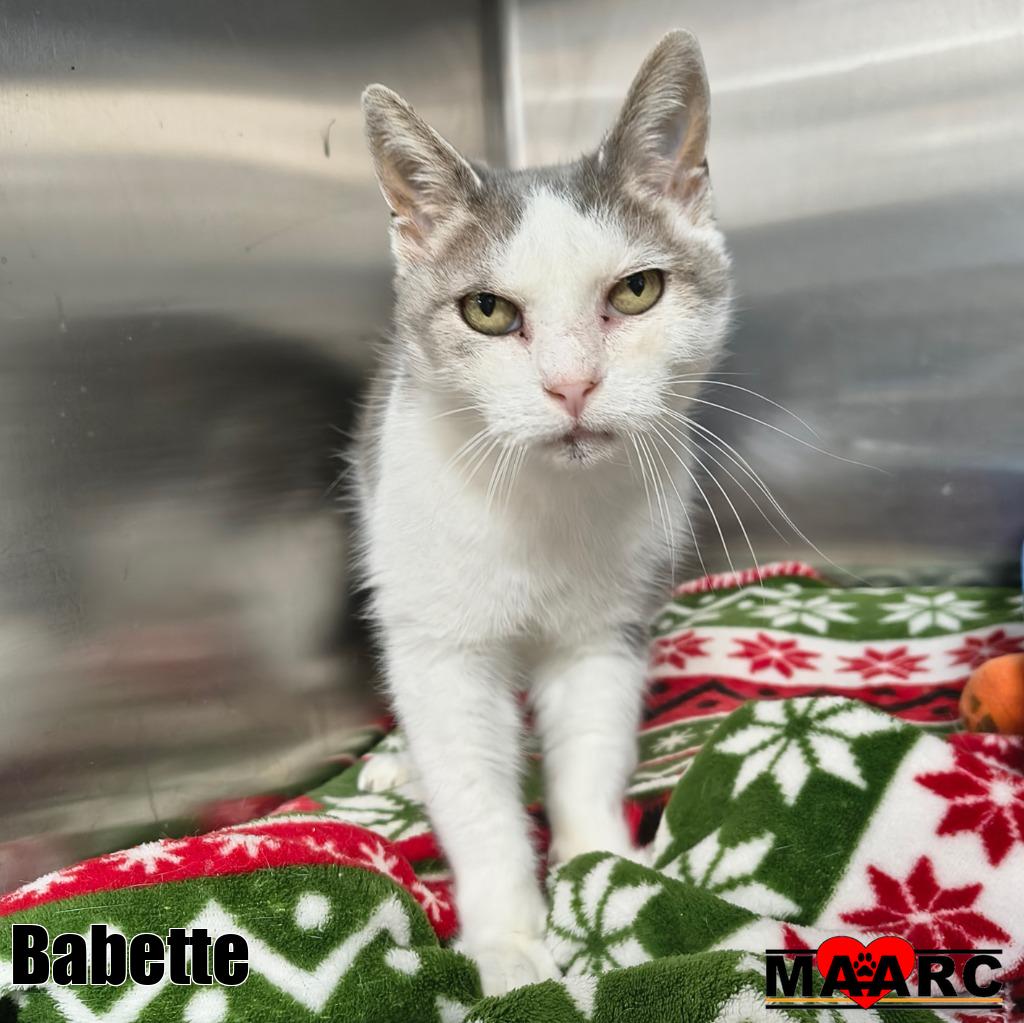 Babette, photo 2