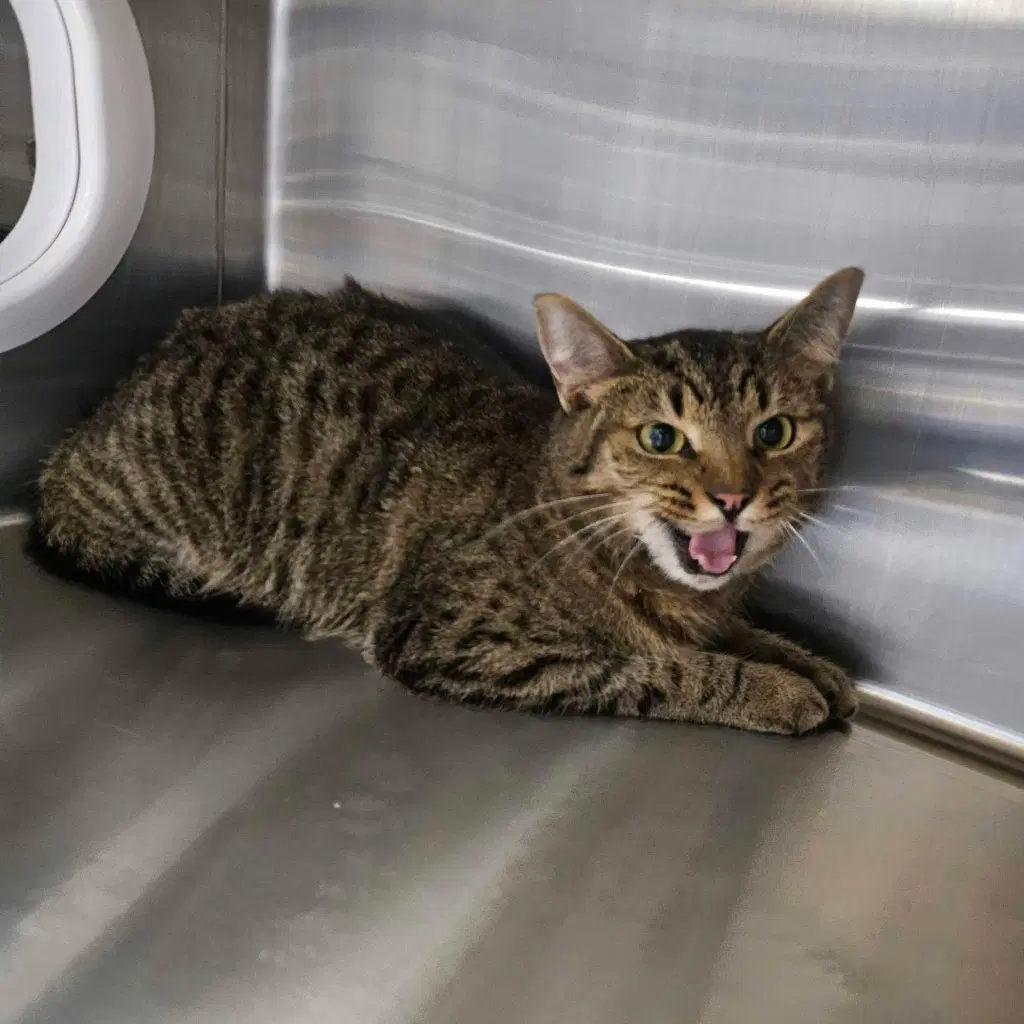Laken - Domestic Short Hair